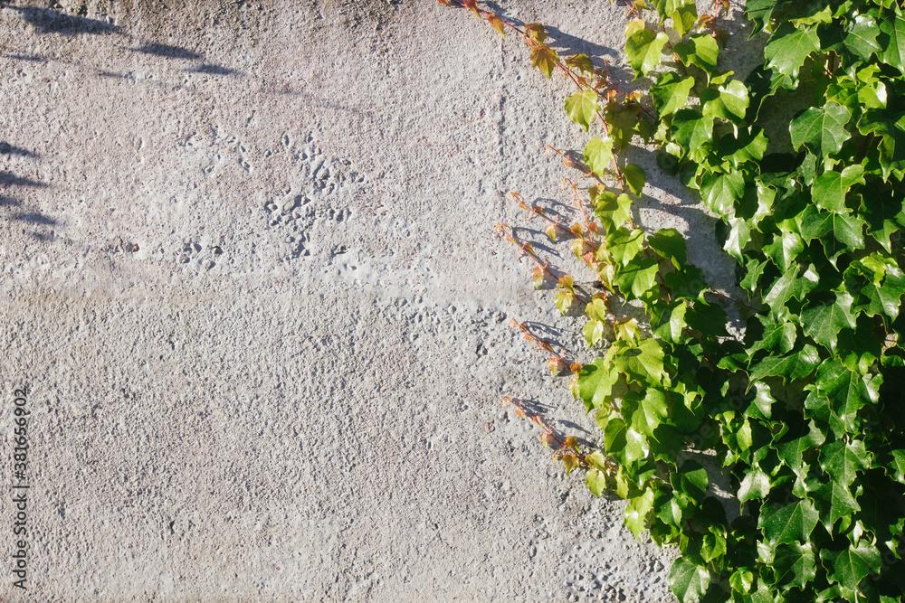 Wall texture with green leaves for your text Wall texture with green leaves for your text