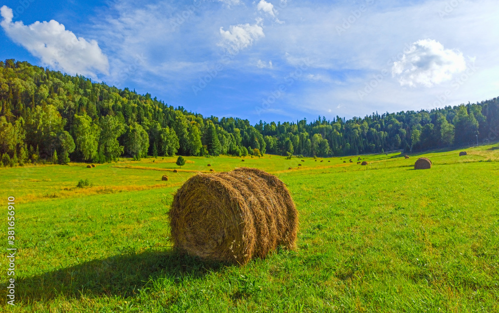 Haystack in field among green and yellow grass. Harvesting livestock feed, bale of hay. Shooting on a bright sunny day against backdrop of a blue sky with clouds and beautiful trees. Summer landscape