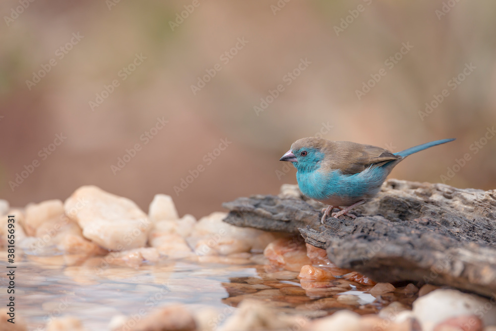 Blue-breasted Cordonbleu in Kruger National park, South Africa ; Specie Uraeginthus angolensis family of Estrildidae Blue-breasted Cordonbleu in Kruger National park, South Africa ; Specie Uraeginthus angolensis family of Estrildidae