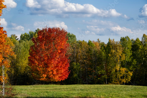 Colorful trees in the fall
