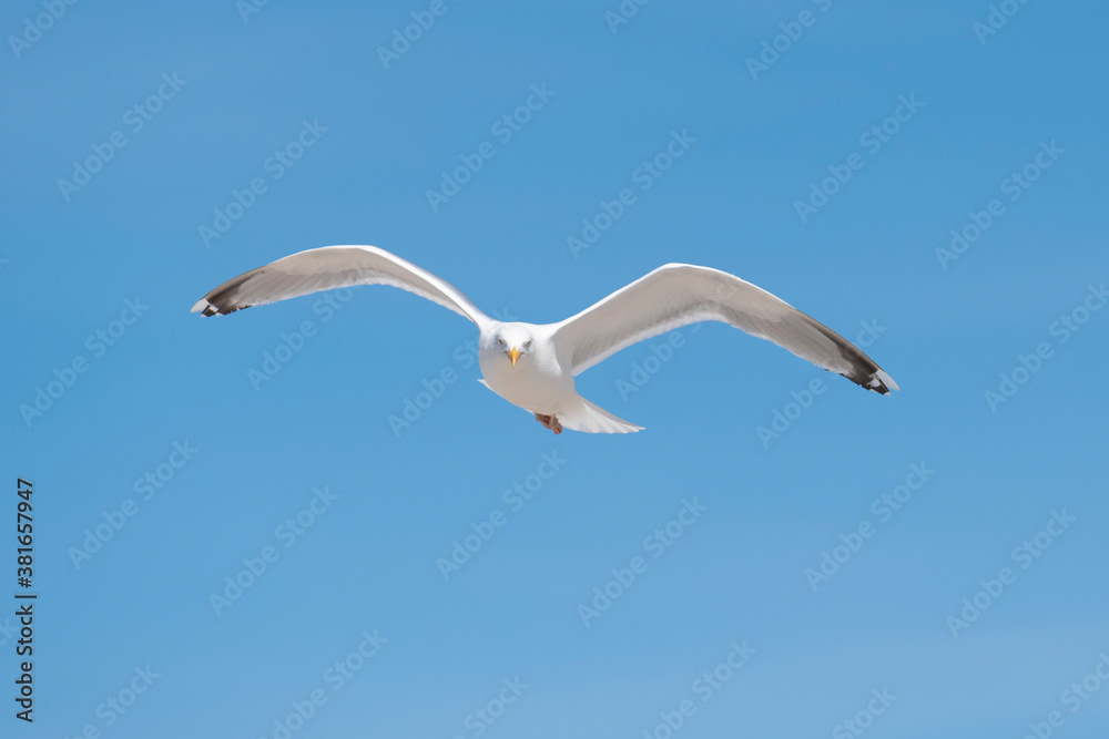 Möwe am blauen Himmel im Flug
