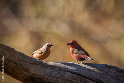 Jameson Firefinch couple standing on a log in Kruger National park, South Africa ; Specie Lagonosticta rhodopareia family of Estrildidae photo