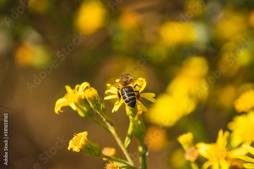 bees collecting honey from yellow flowers © David_Fsk