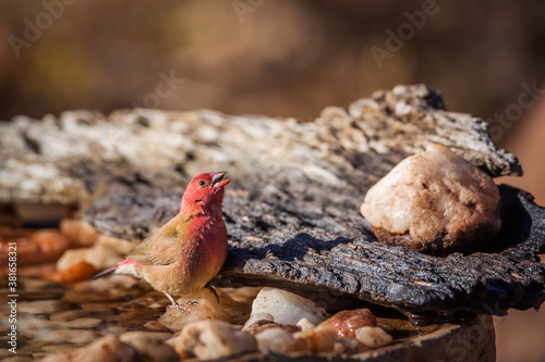 Red-billed Firefinch male in waterpond in Kruger National park, South Africa ; Specie family Lagonosticta senegala of Estrildidae