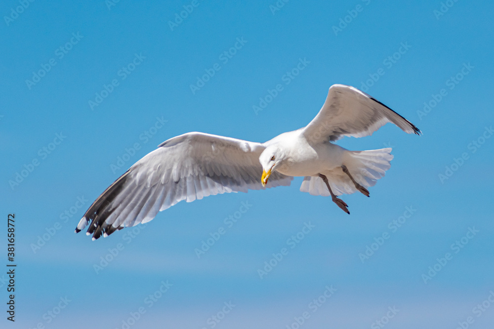 Fototapeta premium Möwe am blauen Himmel im Flug
