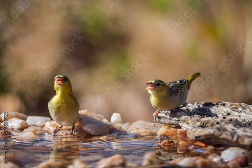 Two Village weavers standing in waterhole in Kruger National park, South Africa ; Specie Ploceus cucullatus family of Ploceidae