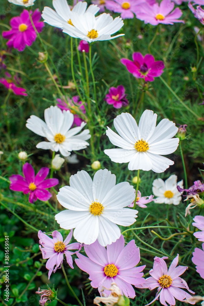 A garden of colorful cosmos flowers blooming in spring. A garden of colorful cosmos flowers blooming in spring.