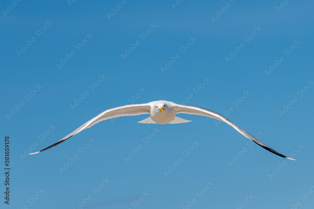 Möwe am blauen Himmel im Flug Möwe am blauen Himmel im Flug