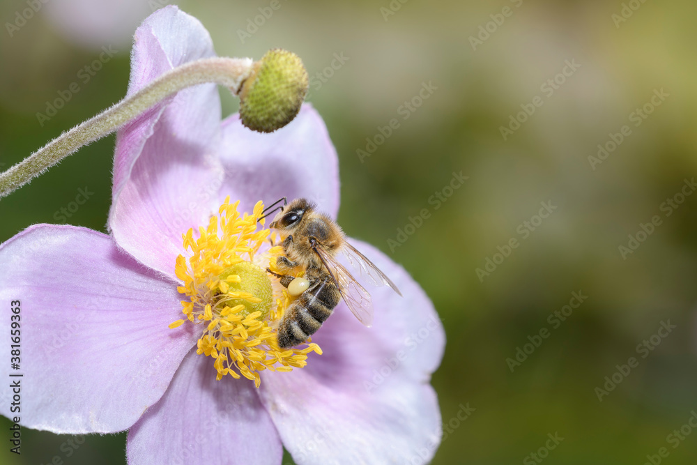 Bee - Apis mellifera - pollinates Anemone hupehensis Bee - Apis mellifera - pollinates Anemone hupehensis