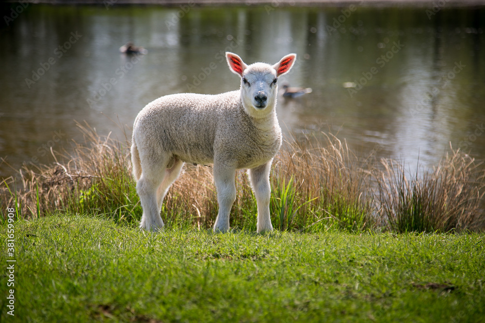 A Young Male Lamb isolated with a river behind A Young Male Lamb isolated with a river behind