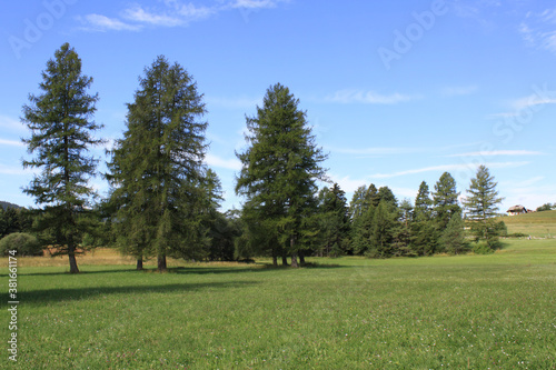 pines in green landscape, Folgaria upland, Trentino © graphic@jet