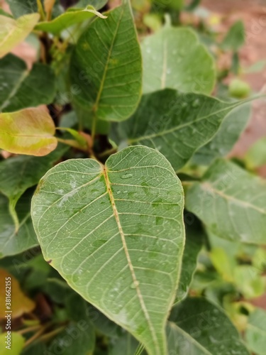 leaf on a tree © Harikesh
