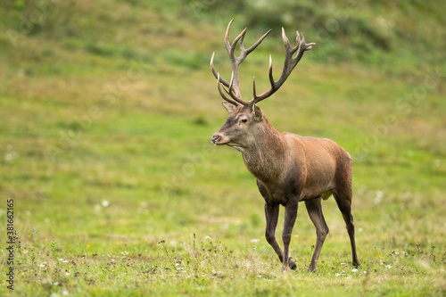 Majestic red deer  cervus elaphus  walking on meadow in spring nature. Magnificent brown stag going on field in springtime. Wild antlered mammal moving on glade.