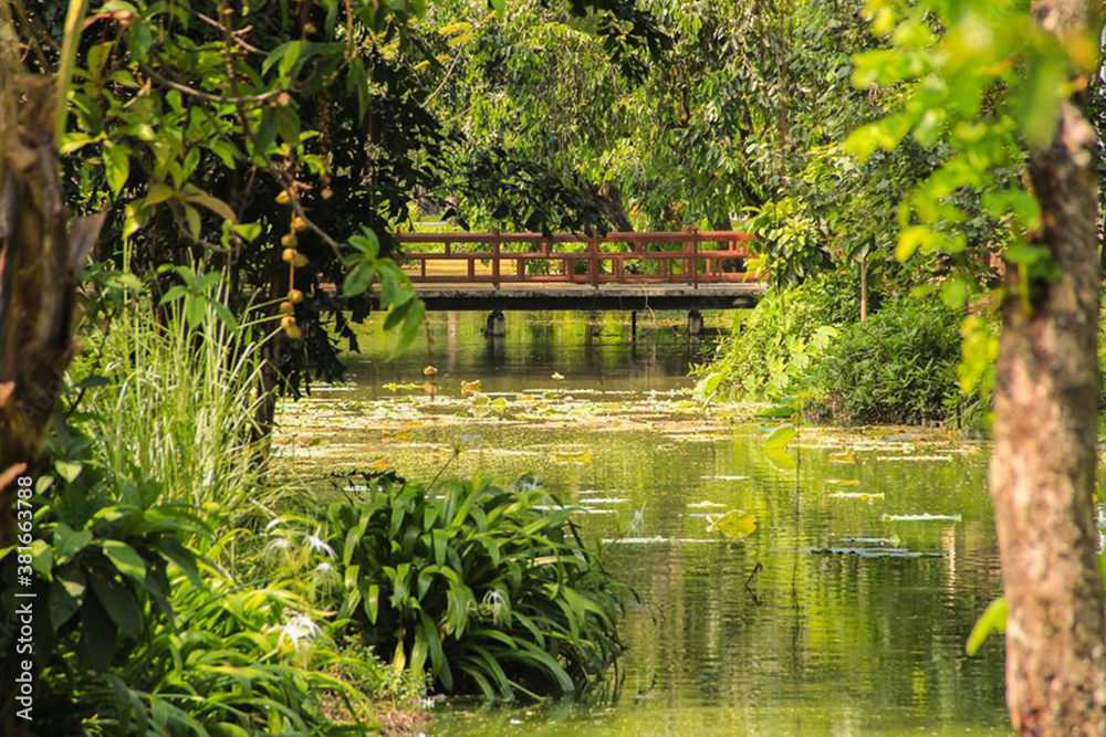 Bridge over water in tropical green plaints, lotus. Most beautiful background in the park the forest. Bridge over water in tropical green plaints, lotus. Most beautiful background in the park the forest.