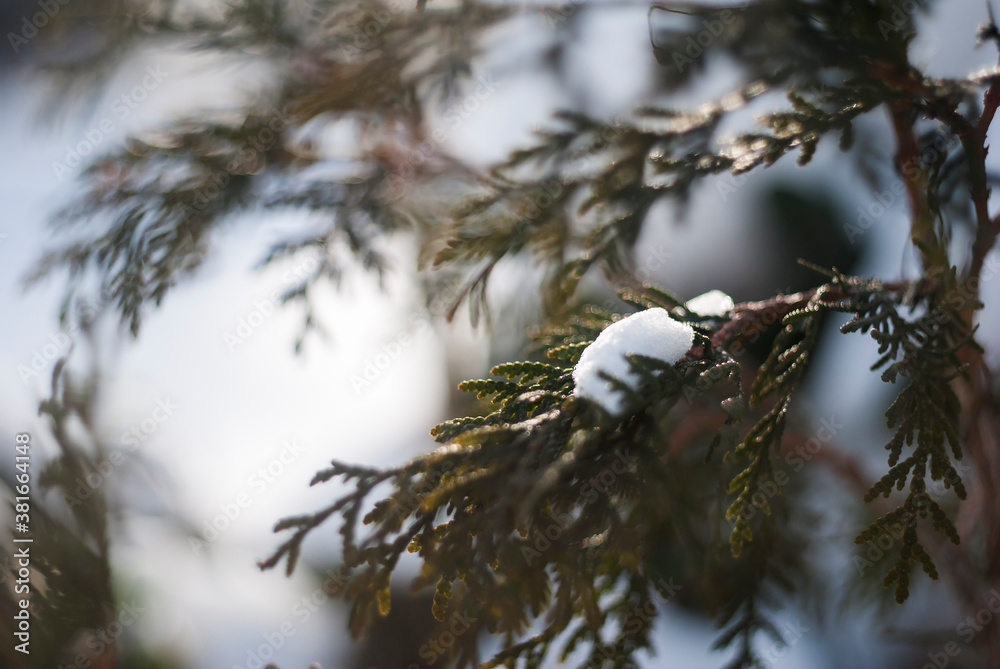 A piece of snow in a Christmas tree in winter on a background of sunlight