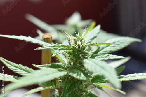 Marijuana plant flowering budding cannabis