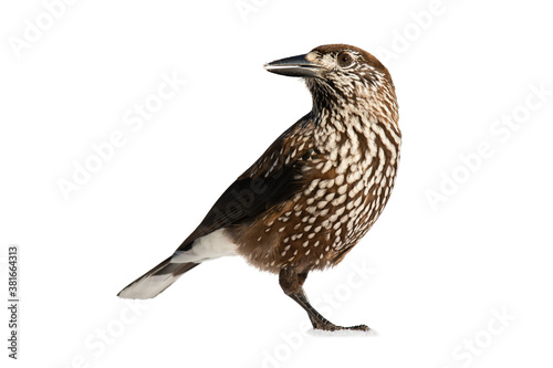 Spotted nutcracker, nucifraga caryocatactes, observing isolated on white background. Wild feathered animal looking cut out on blank. Spotted bird standing on snow with space for text.