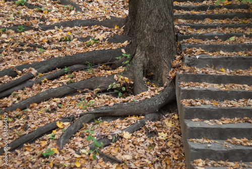 Tree roots near stairs in autumn