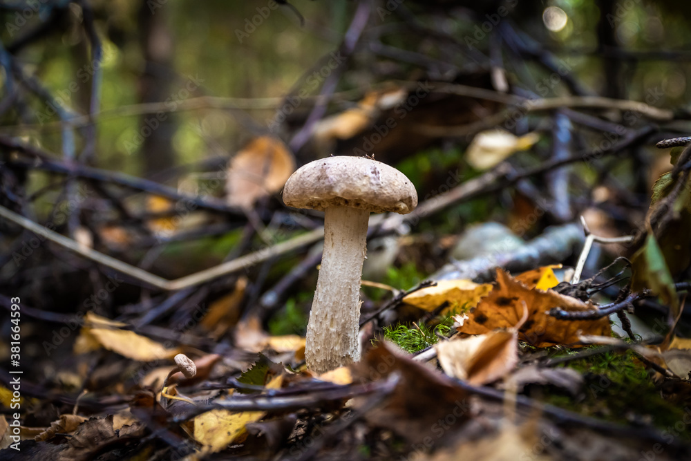 Edible boletus mushrooms are found in large numbers in early autumn in the forests and the Leningrad region. Edible boletus mushrooms are found in large numbers in early autumn in the forests and the Leningrad region.