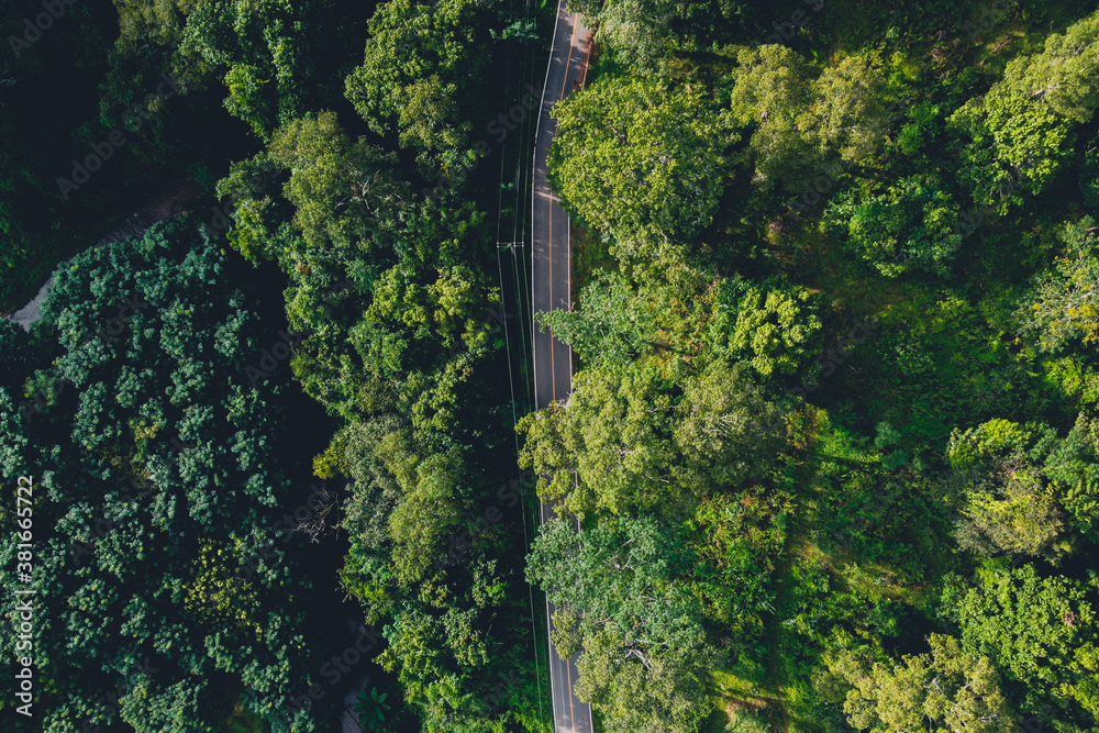 Obraz premium Forest, trees and green roads in the countryside from above.