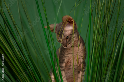 Shot of pet of the Sphynx cat sitting in grees grass