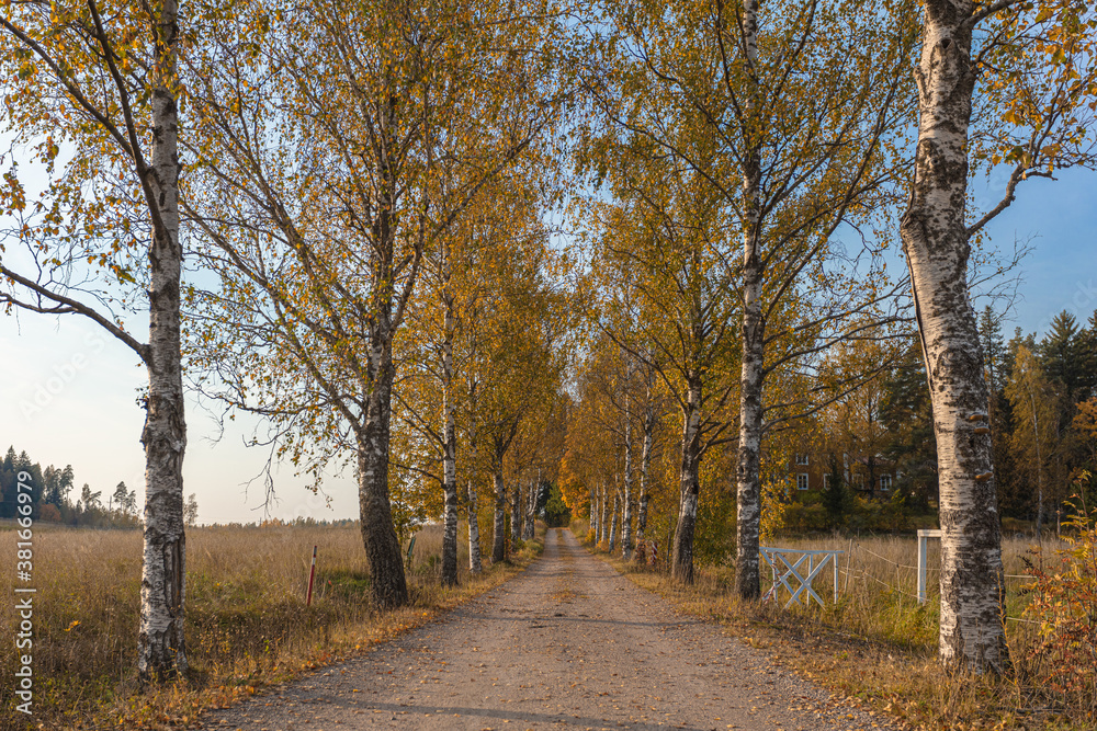 Gravel road with birches. Converging lines in the horizon. Autumn landscape