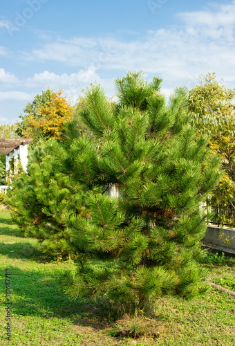 small neat pine tree in the Park. pine in daylight, evergreen tree
