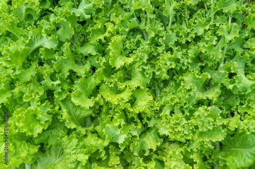 Lactuca sativa. background of salad leaves. Vegetable culture, used as a vitamin green