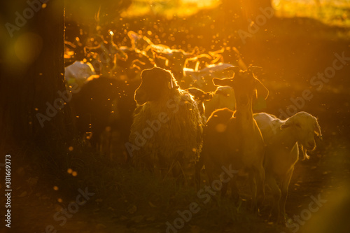 Goats. The goats are herded in the backlight.