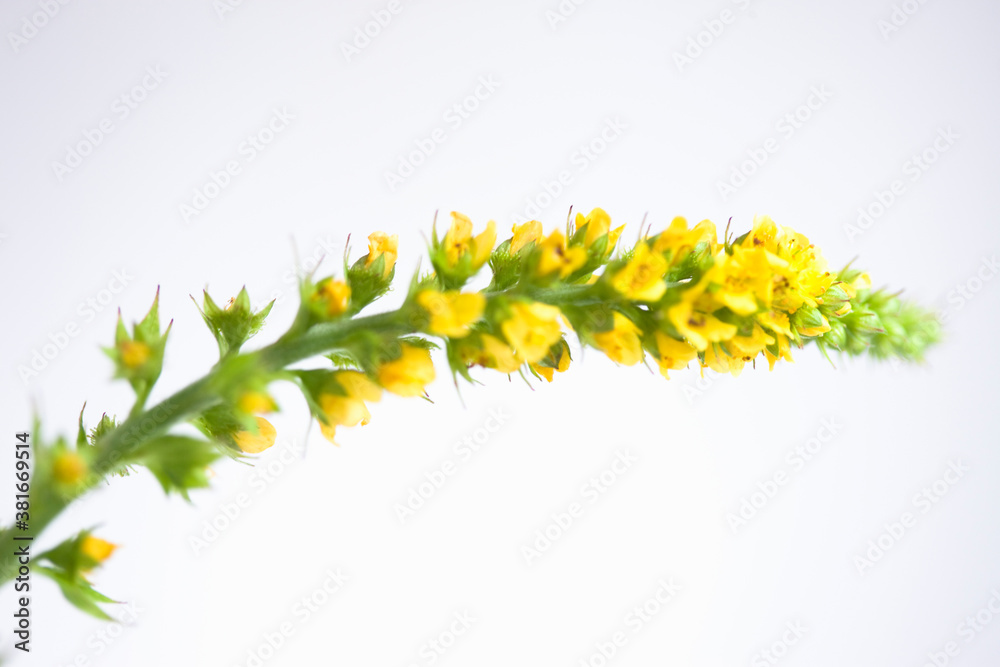 Obraz premium キンミズヒキ