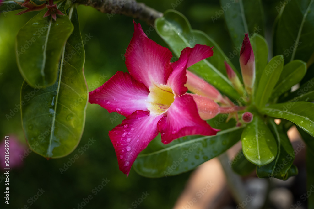 Close up of Adenium obesum. Blooming pink desert rose. Japanese frangipani flower. Flowers blossom. Nature background. Bali, Indonesia Close up of Adenium obesum. Blooming pink desert rose. Japanese frangipani flower. Flowers blossom. Nature background. Bali, Indonesia