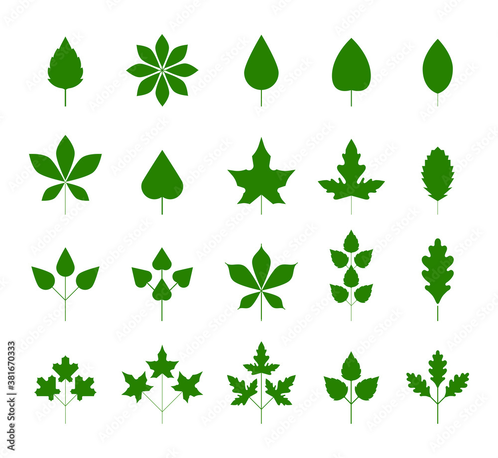 Green leaf icons set on white background. Autumn leaves set. Elements for eco and bio logos. Leaves icon vector set isolated on white background. Design elements.