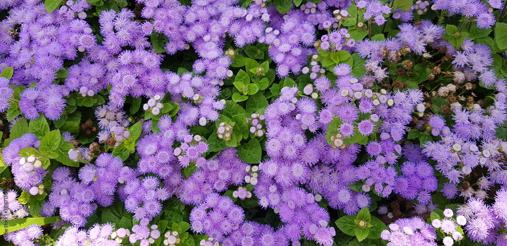 보라색꽃 보라색꽃