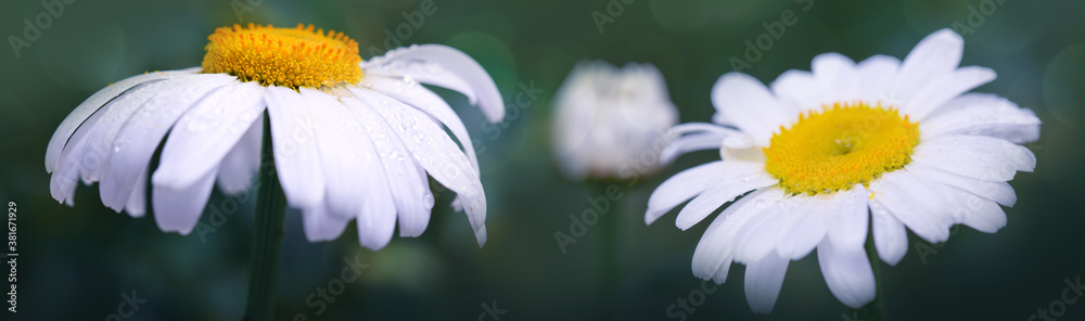 Macro Shot of white daisy flowers isolated on gray. - obrazy, fototapety, plakaty 