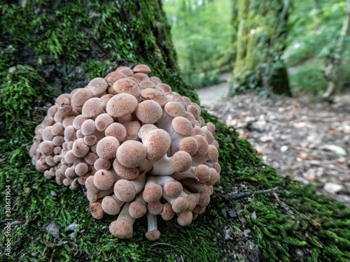 fungus growing on a tree, a sign of autumn 