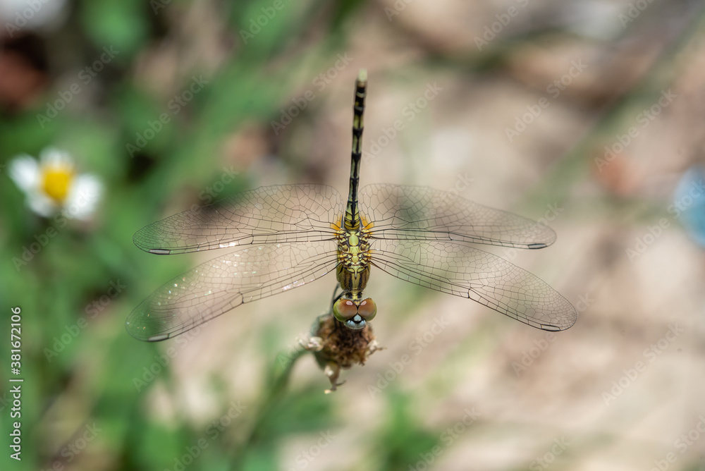 Dragonfly on flower in the garden. Dragonfly on flower in the garden.
