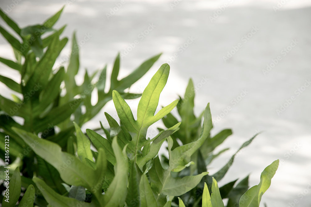 Obraz premium Close up of green leaf