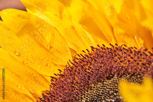 Close up sunflower petals and ploen with water droplets photo