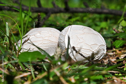 Mushroom Lycoperdon utriforme, common name handkea utriformis, mosaic puffball growing in meadows in spring and autumn photo