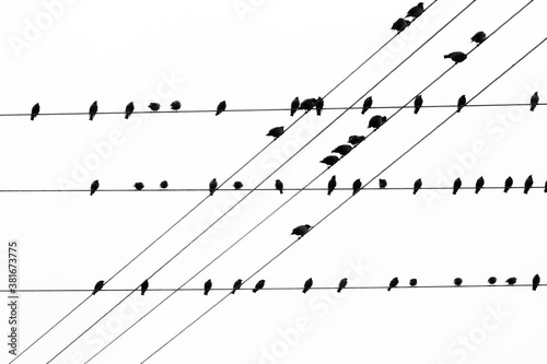 Low angle shot of birds sitting on an electrical line
