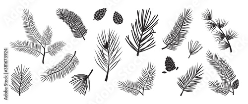 Christmas tree vector branches, fir and pine cones, evergreen set, holiday decoration, black winter symbols isolated on white background. Nature illustration