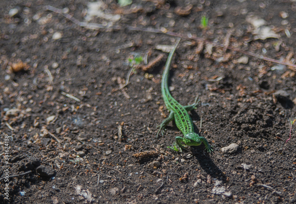 Fototapeta premium green lizard on a stone
