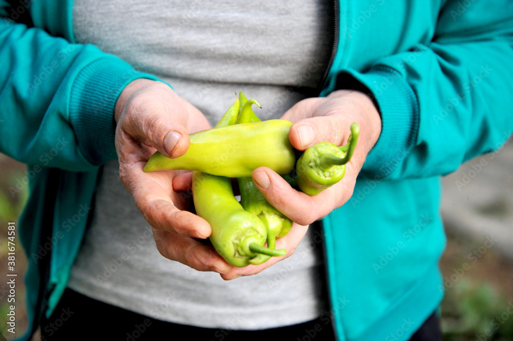 Female Farmer hands with freshly harvested green pepper .