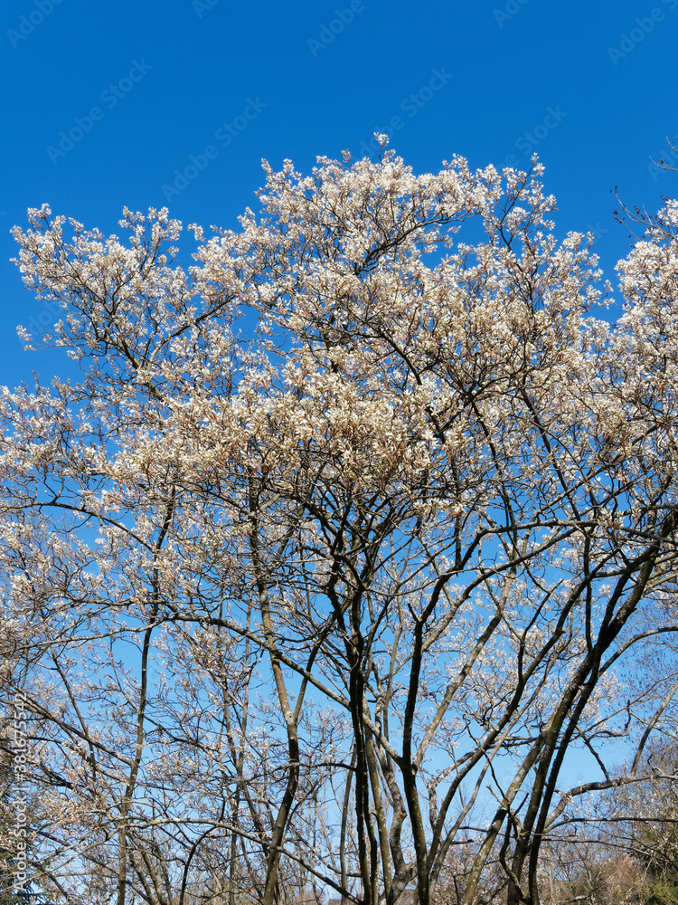 Amelanchier lamarckii | Kupfer-Felsenbirne oder Korinthenbaum. Strauch in weißen Blüten in leicht überhängenden unter einem schönen blauen Himmel Amelanchier lamarckii | Kupfer-Felsenbirne oder Korinthenbaum. Strauch in weißen Blüten in leicht überhängenden unter einem schönen blauen Himmel