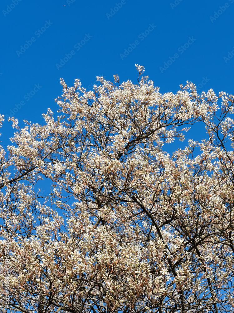 (Amelanchier lamarckii) Kupfer-Felsenbirne oder Korinthenbaum mit eine Wolke strahlend weißer Sternenblüten und Kupferfarbe Laub