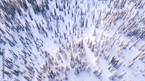 Aerial view from drone of white snowy pines of coniferous forest trees in Lapland National park environment, bird’s eye top scenery view of famous nature landmark in Riisitunturi on winter season