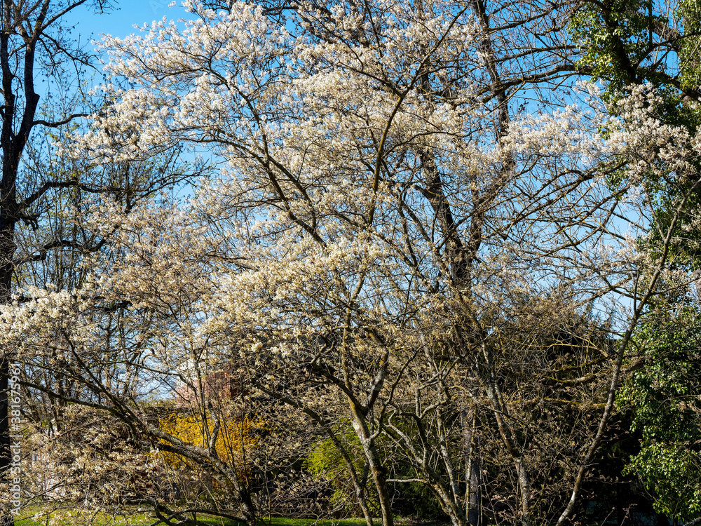 Kupfer-Felsenbirne oder Korinthenbaum in weißen Blüten und strahlend gelbem bis Kupferfarbe Laub unter einem schönen blauen Himmel Kupfer-Felsenbirne oder Korinthenbaum in weißen Blüten und strahlend gelbem bis Kupferfarbe Laub unter einem schönen blauen Himmel