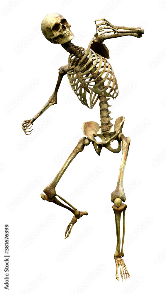 3D Rendering Human Skeleton on White 3D Rendering Human Skeleton on White