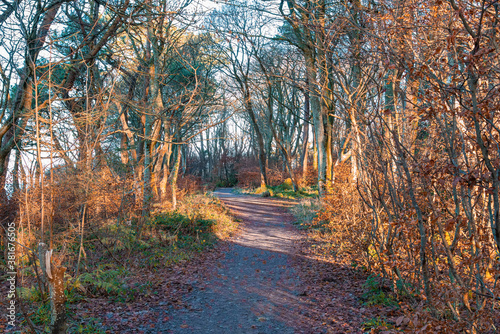 Frosty Forrest Footpaths that weave their way Through Ardgowan Estate as Scotland's Autumn Starts. photo