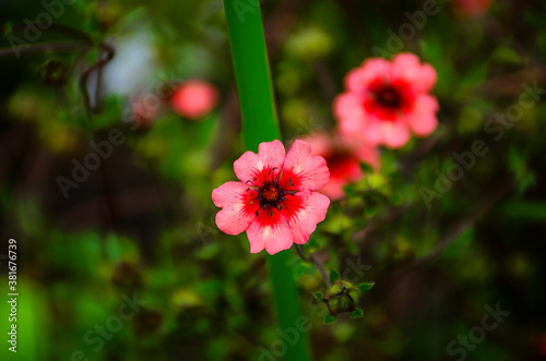 Pink potentilla in a summer garden close up photo